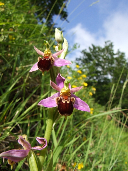 ophrys apifera